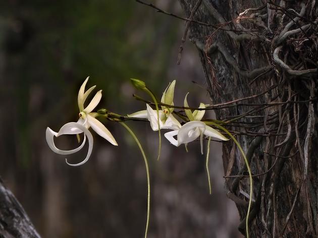 Season’s First Flower Appears On Corkscrew’s “Super” Ghost Orchid