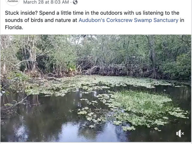 Corkscrew Swamp Sanctuary Streams Worldwide Via Facebook Live