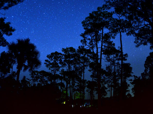 Night Tours at Corkscrew Swamp Sanctuary
