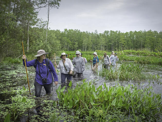 Guided Swamp Walk Tours