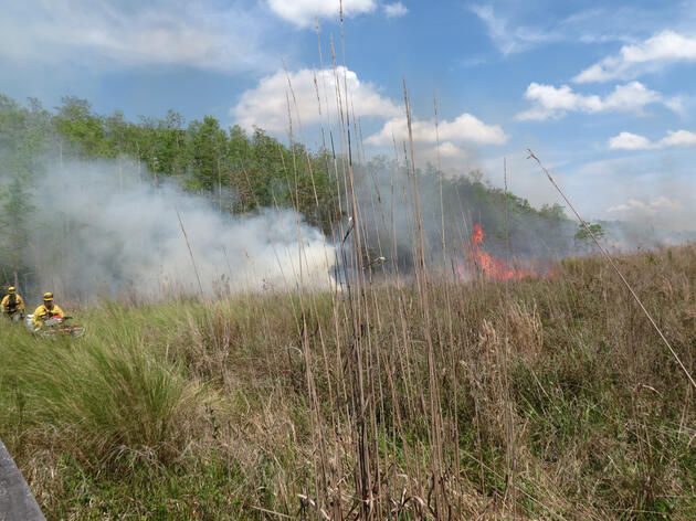 Prescribed Fire Conducted North of the Exit Boardwalk 