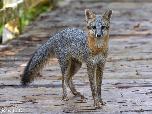 Spotted! A Gray Fox