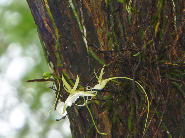 The "Super" Ghost Orchid Now Blooming