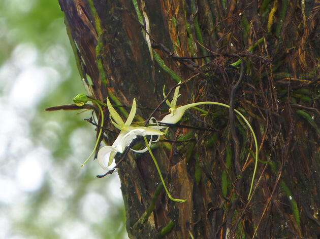 Corkscrew's Ghost Orchid