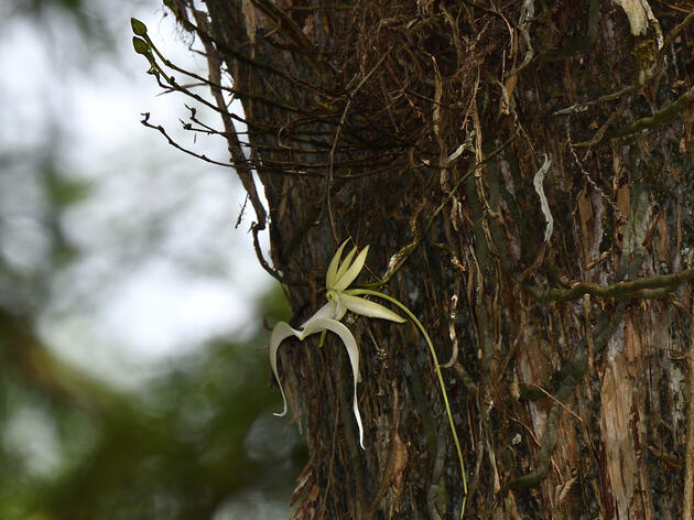 The "Super" Ghost Orchid is Blooming!