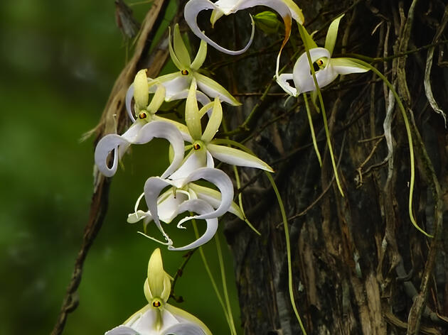 Ghost Orchid Webinar Scheduled for Sept. 9