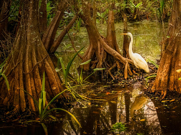 Corkscrew Swamp Sanctuary Announces Members-Only Lecture Series