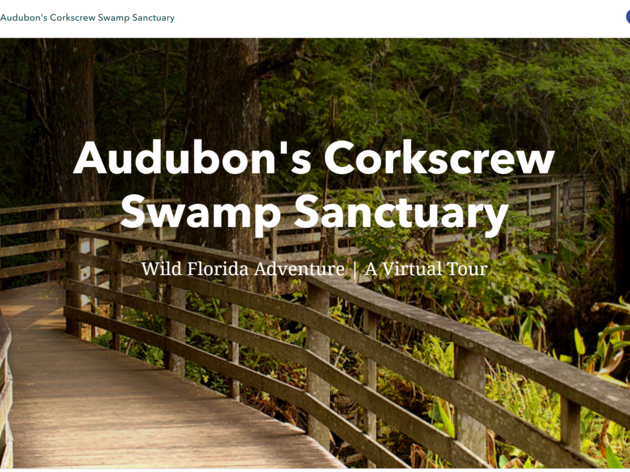 Audubon’s Corkscrew Swamp Sanctuary Releases Virtual Field Trip