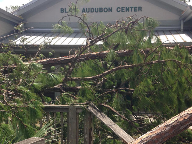 Hurricane Irma and Audubon's Corkscrew Swamp Sanctuary 