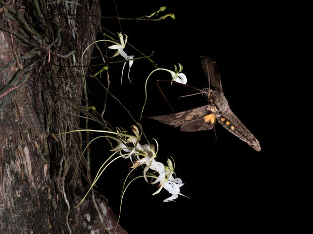 Photo from Corkscrew Swamp Sanctuary Honored with International Wildlife Photographer of the Year Award