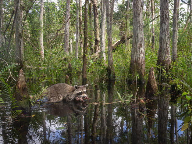 Photo from Corkscrew Swamp Sanctuary Honored in International Wildlife Photographer of the Year Contest