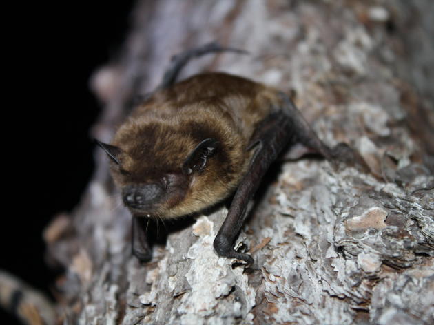 Evening bat