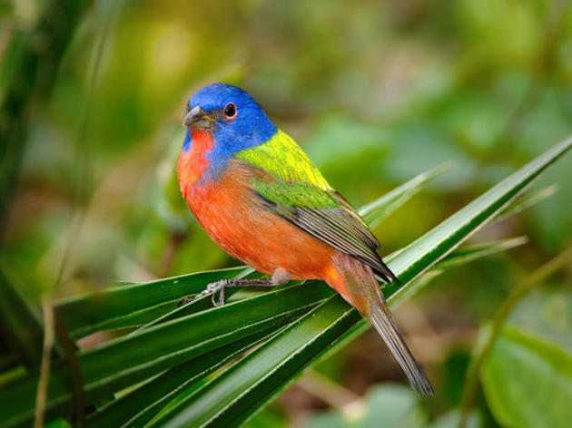 Painted Bunting and other Migratory Birds Are Returning to Corkscrew Swamp Sanctuary