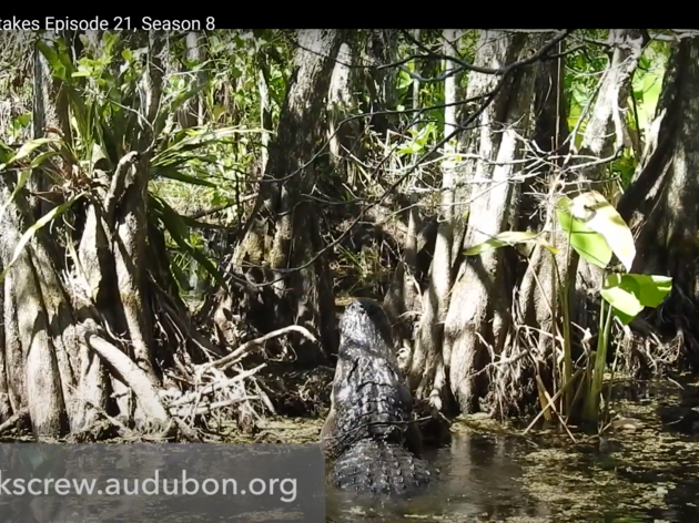 Corkscrew Swamp Sanctuary Featured on Local TV Broadcast