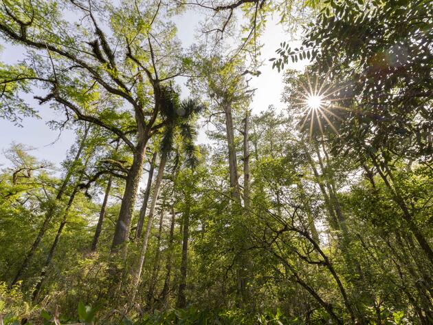 Audubon Reaching Toward $20 Million Campus Vision at Corkscrew Swamp Sanctuary