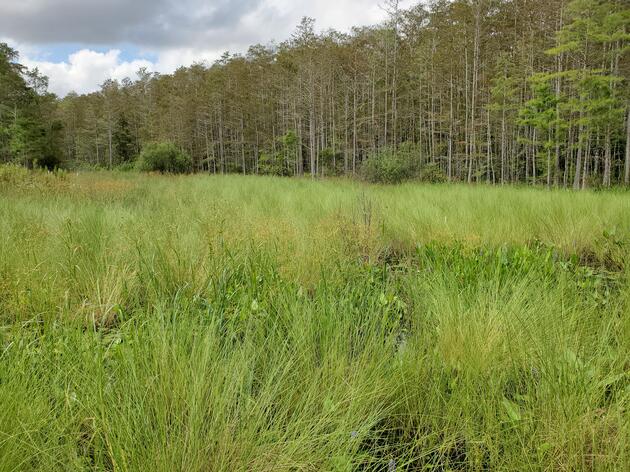 Working to Reverse Ecological Damage to our Wetlands