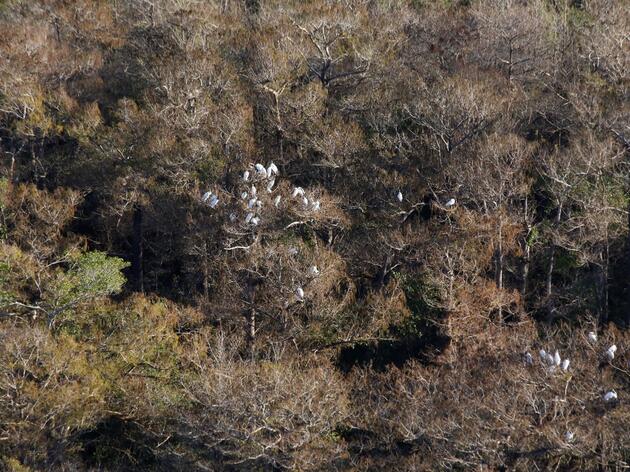 Wood Stork Monitoring Flight Shows Nests at the Sanctuary
