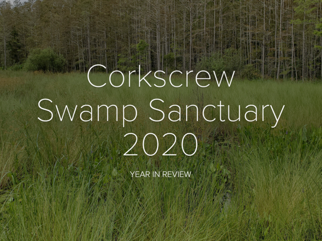 Corkscrew Swamp Sanctuary 2020 Year in Review