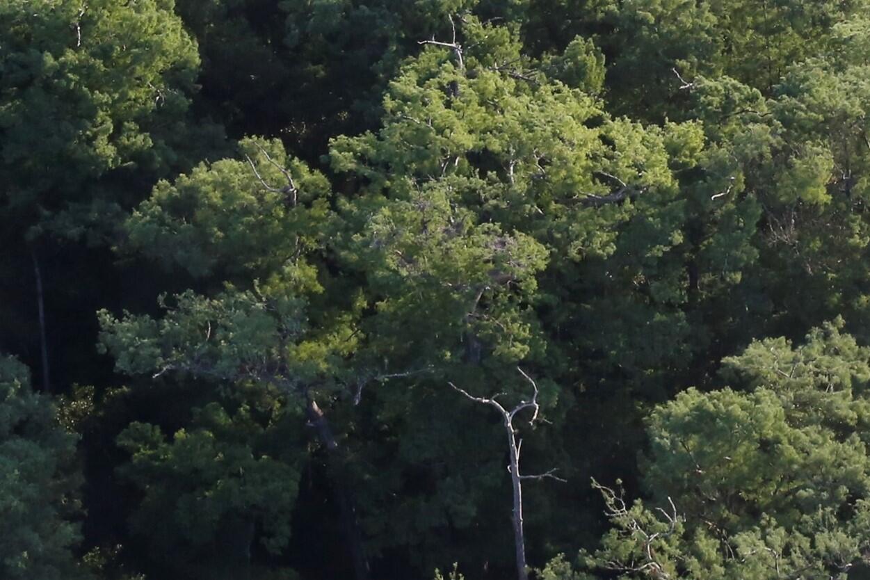 Aerial view of treetops