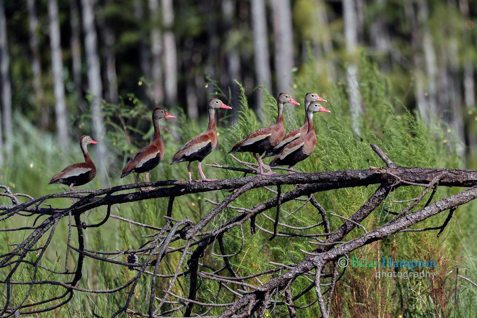 Black Bellied Whistling Ducks are a common sight in the marsh and prairie restoration plots.