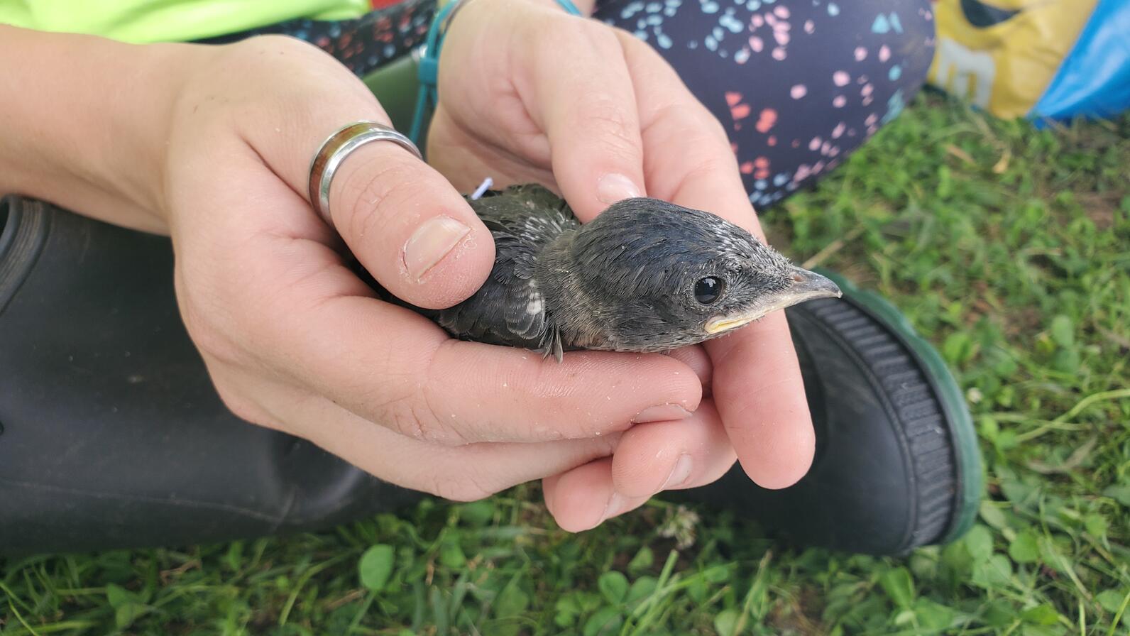 Small bird in someone's hands