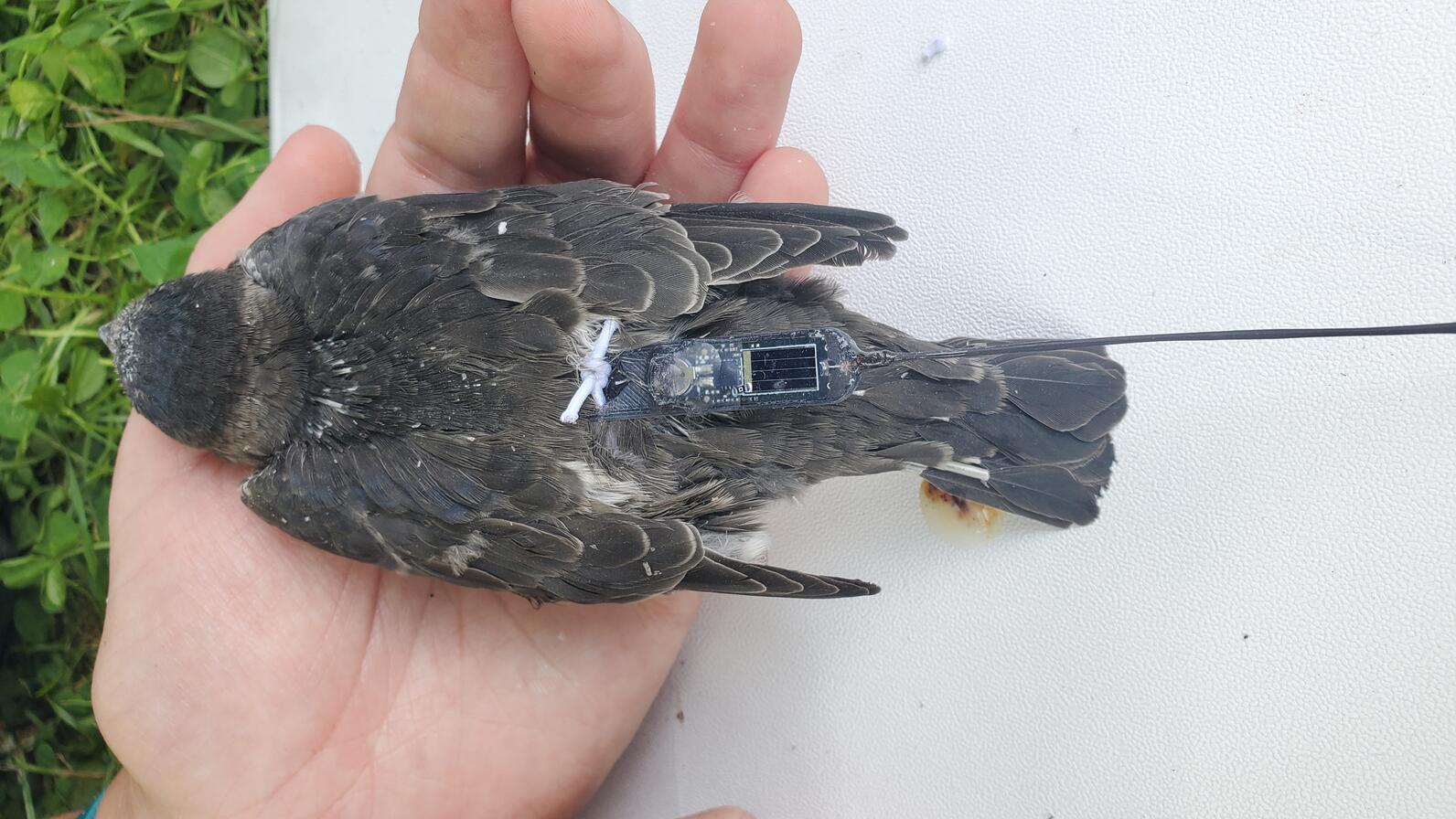 Primo piano di qualcuno che tiene un uccello con un nanotag