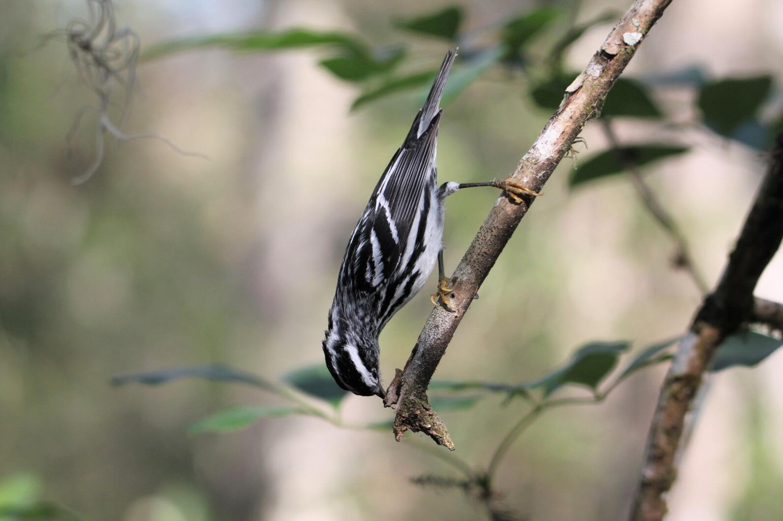 A black and white warbler on a tree