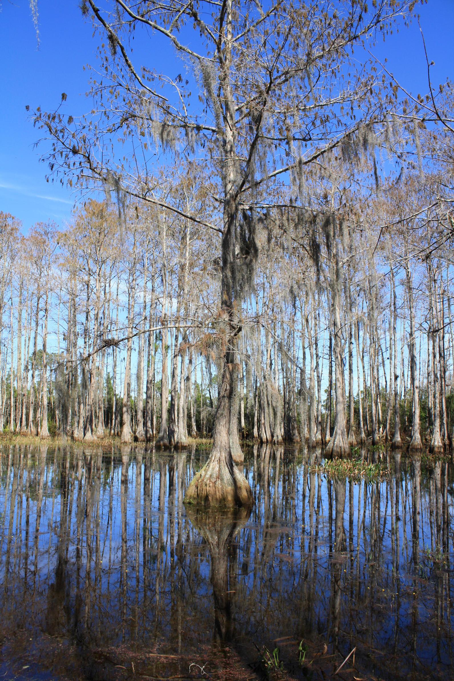 Cypress Swamps | Audubon Corkscrew Swamp Sanctuary