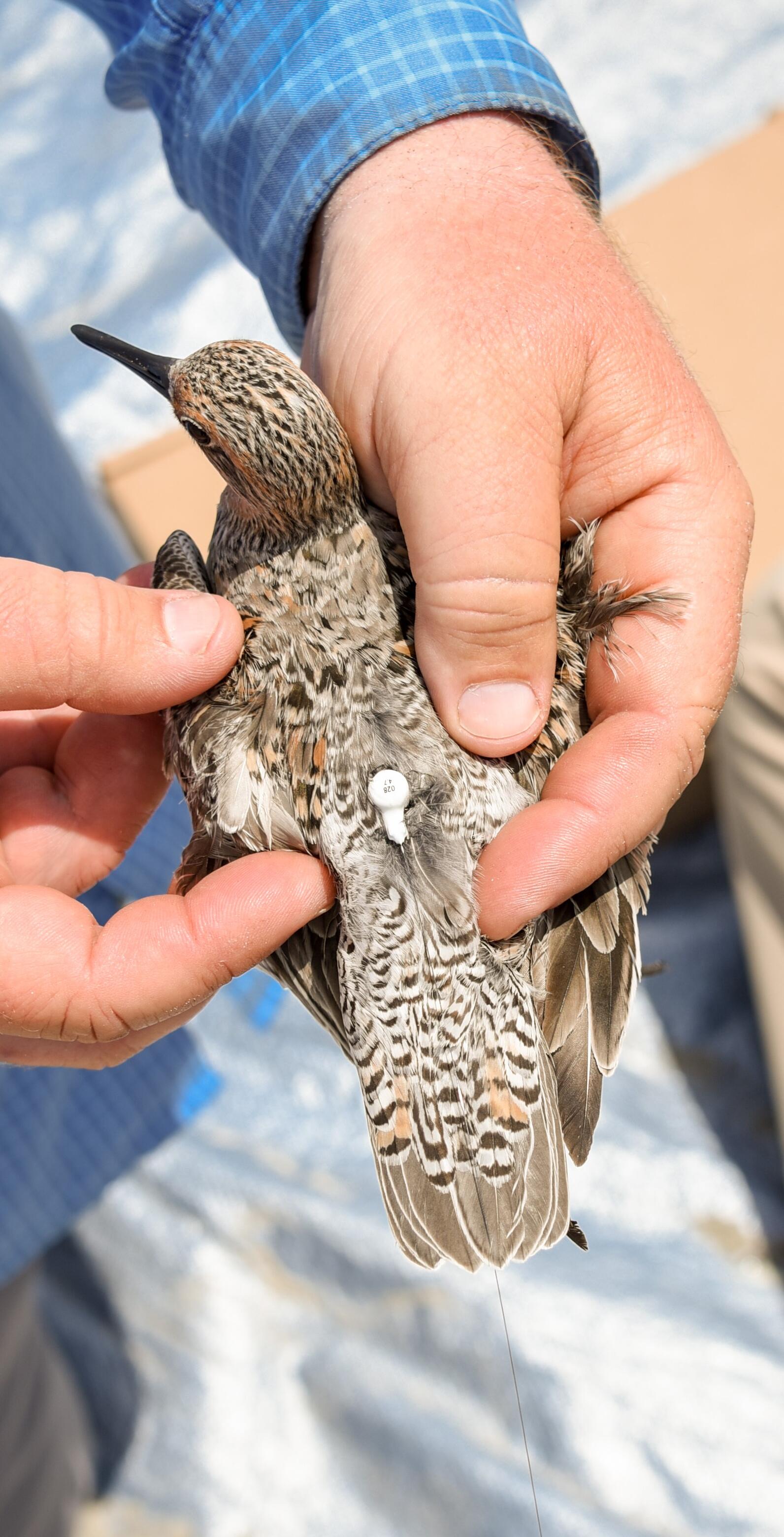 A shorebird with a tracking device in someone's hands