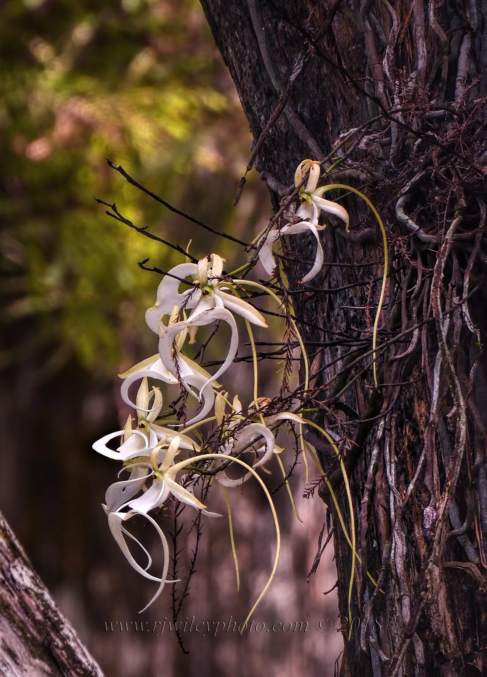 9 blooms on the 'Super' Ghost Orchid in September 2018