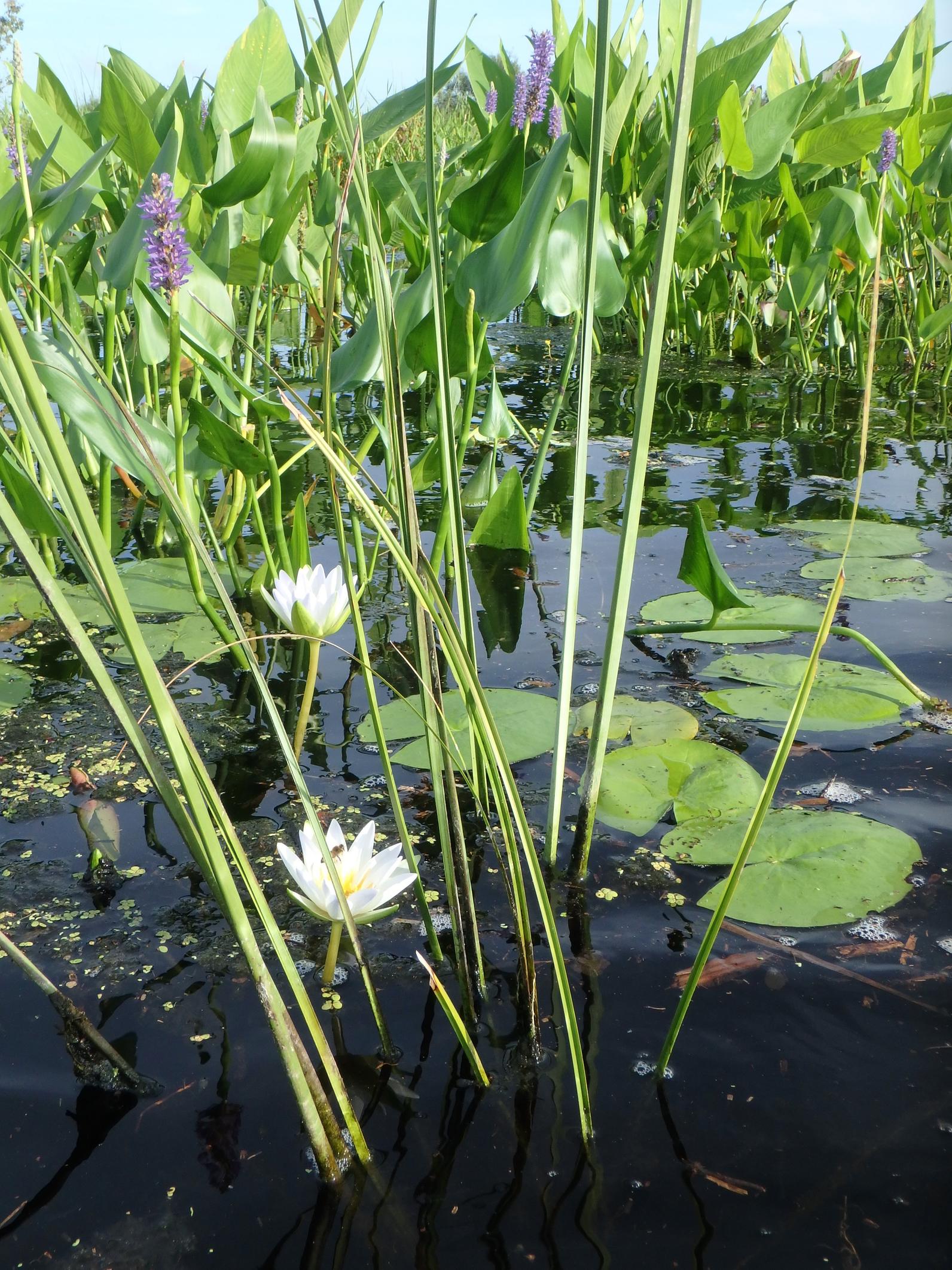 Fragrant water lily, Nymphaea odorata and pickerel weed, Pontederia cordata, flowers were in bloom throughout the marsh restoration site.  The large leaves of alligator flag Thalia geniculata, (in the background of the photo) emerged in clumps across the 