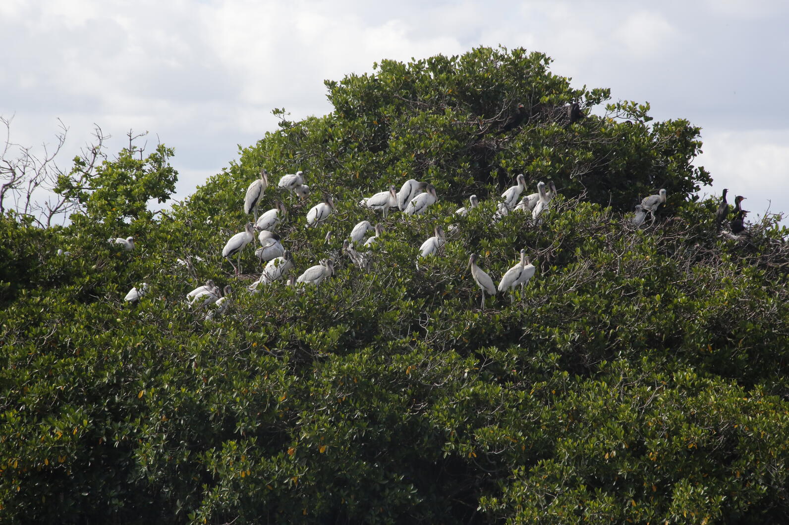 Large white wading birds in a tree on an island.