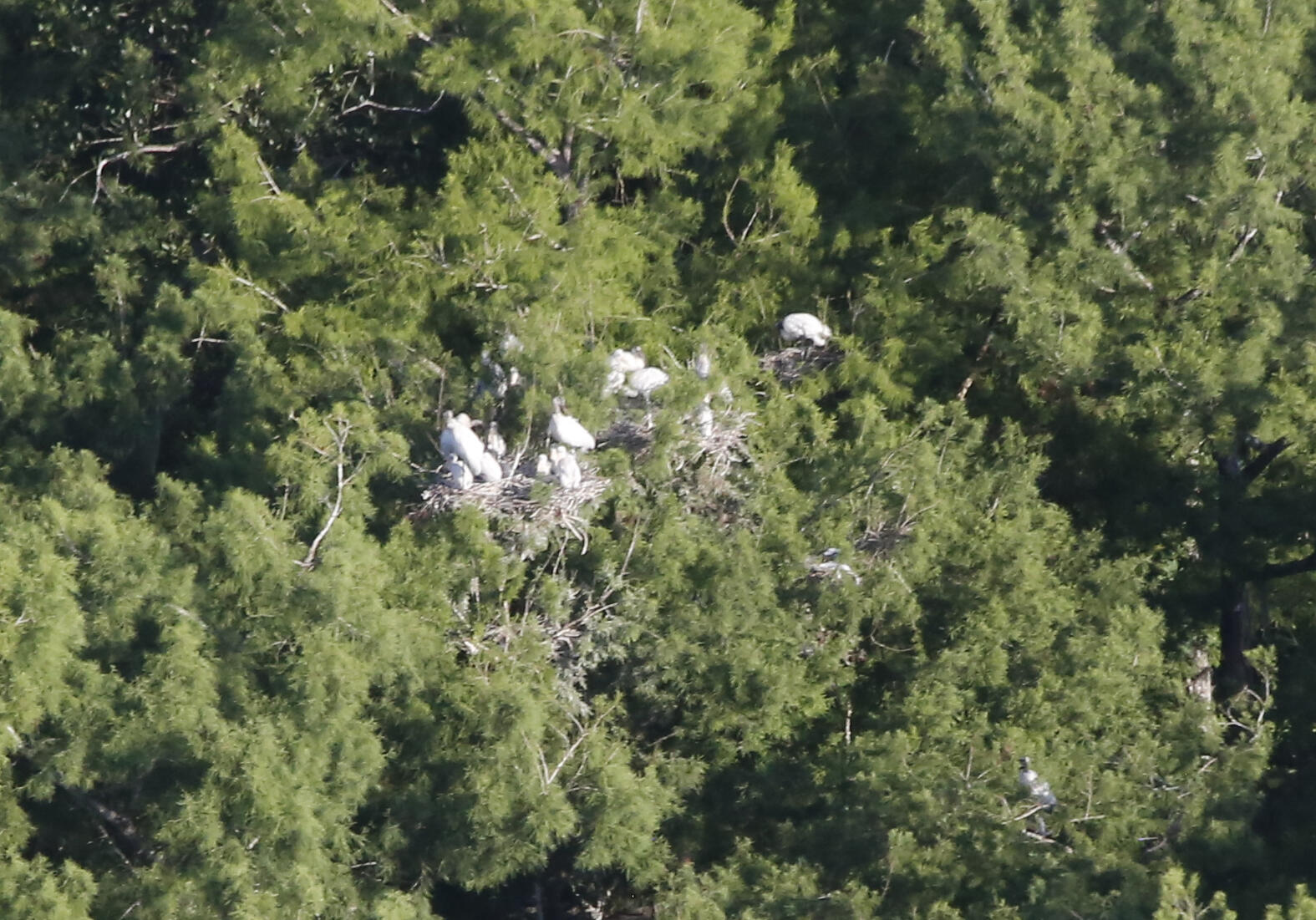 Wood stork nests