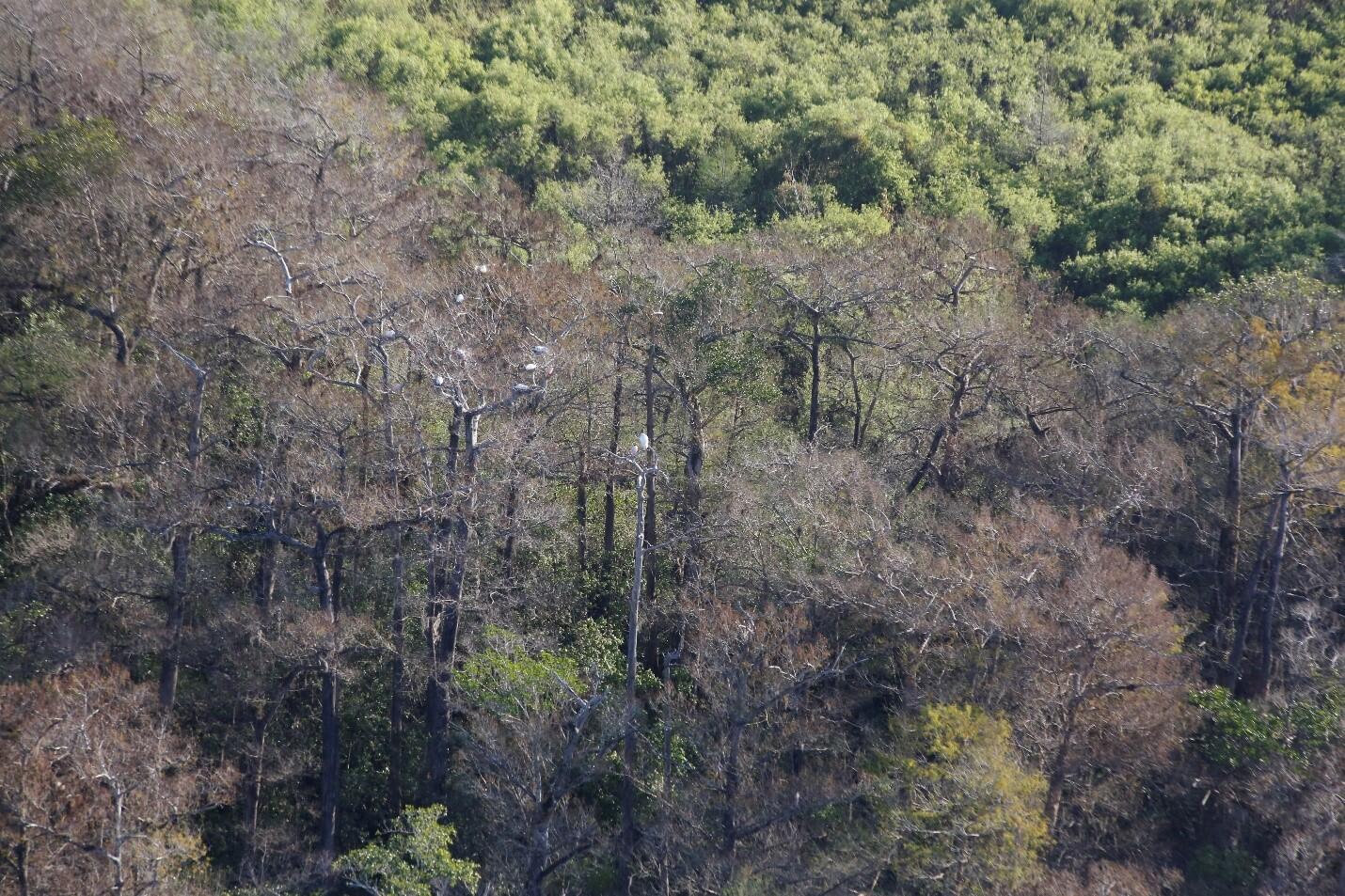 Aerial view of birds nesting in treetops