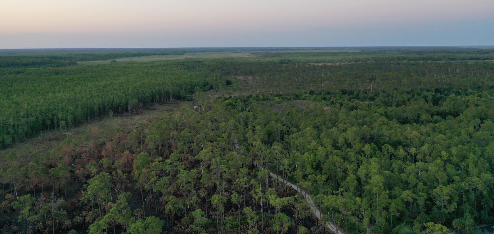 Aerial view of trees and wetland habitat.