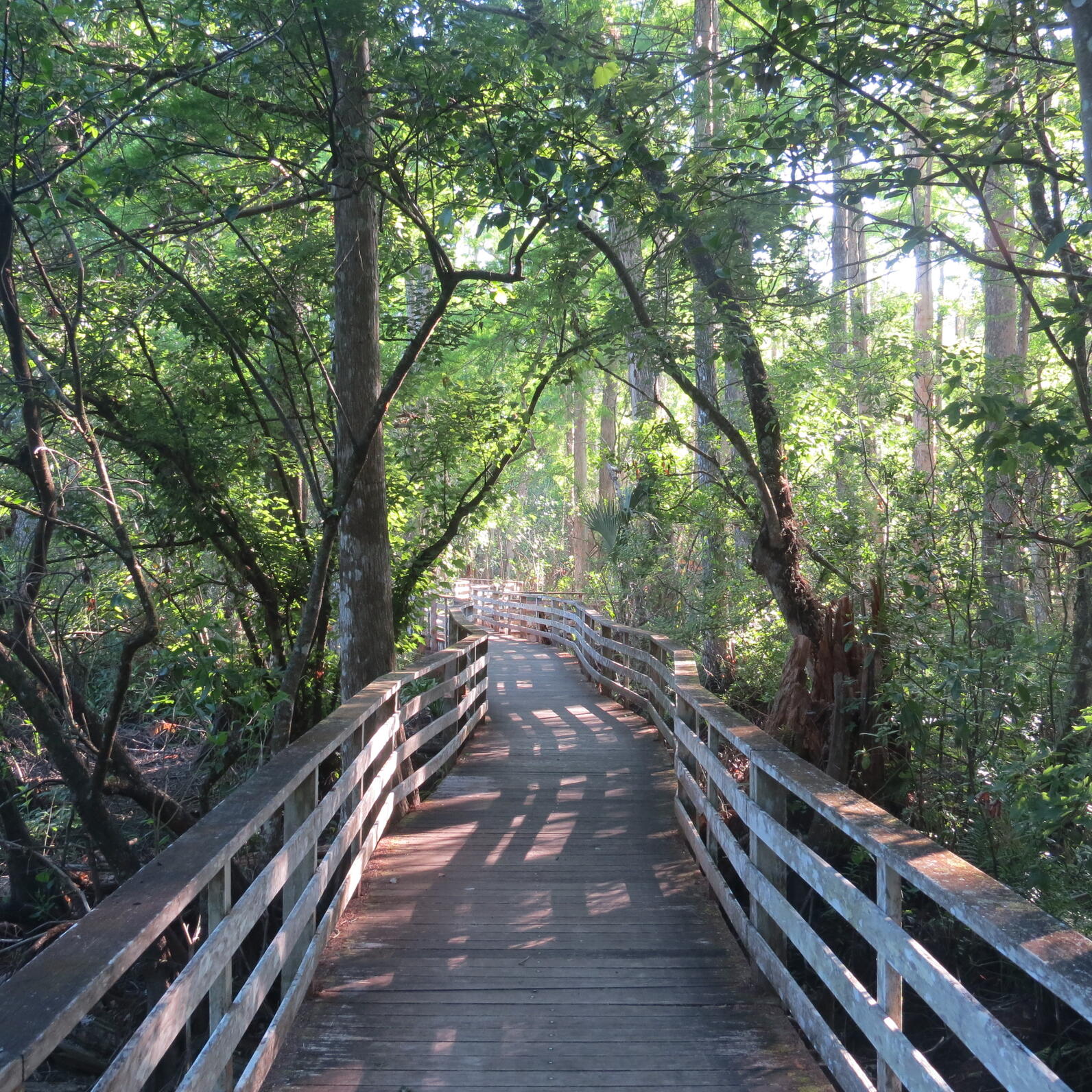 Photo of the boardwalk with dappled sunlight in the swamp.