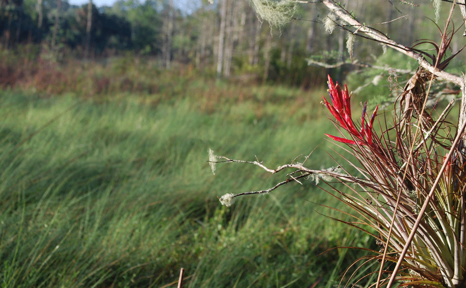 Marsh with bromeliad