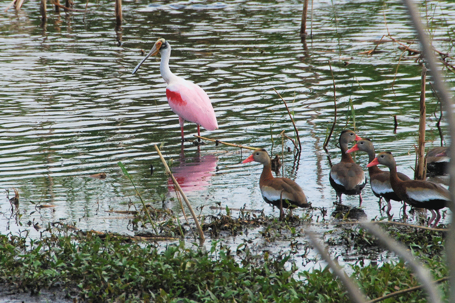 Roseate Spoonbill with Whistling Ducks