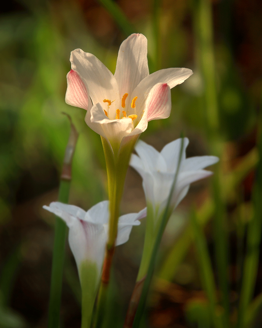 Zephyr lily