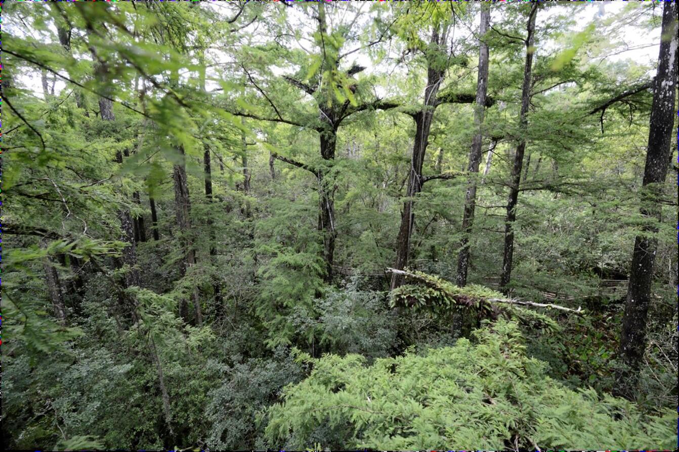 Aerial view of cypress canopy