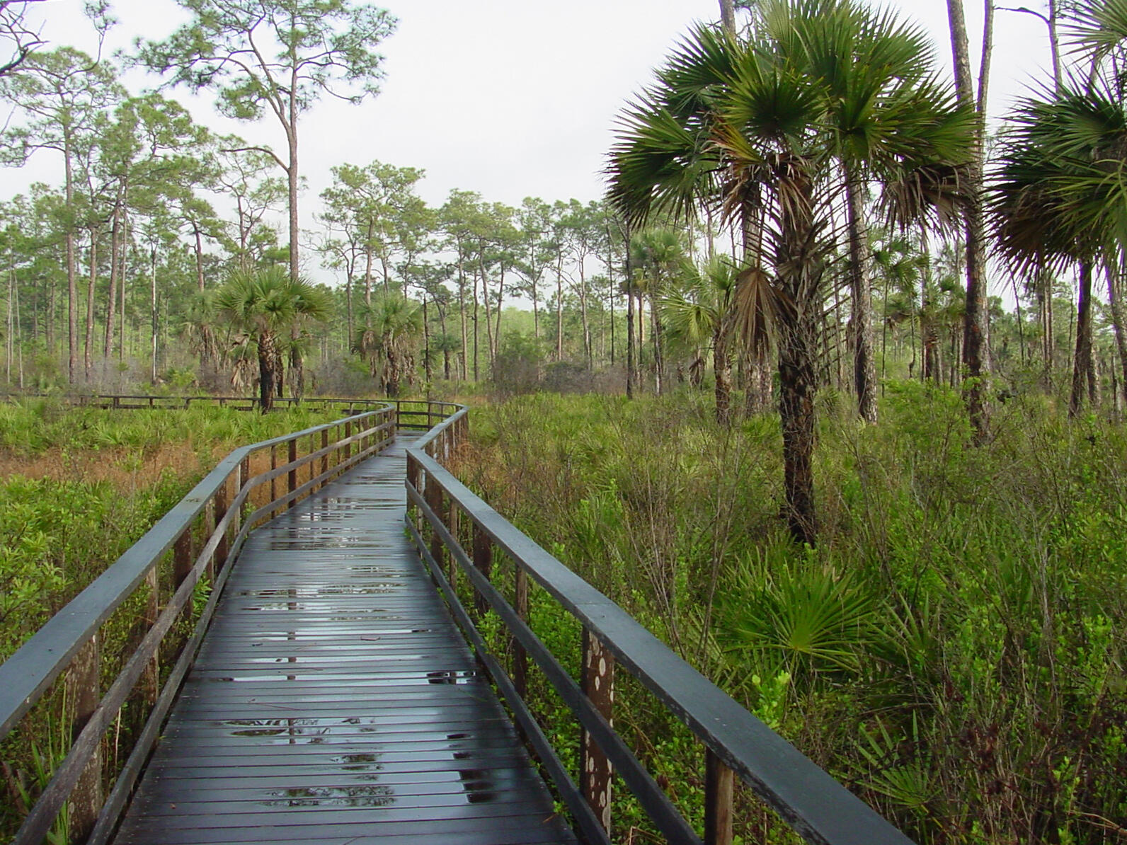 A boardwalk covered with rain puddles through a prairie