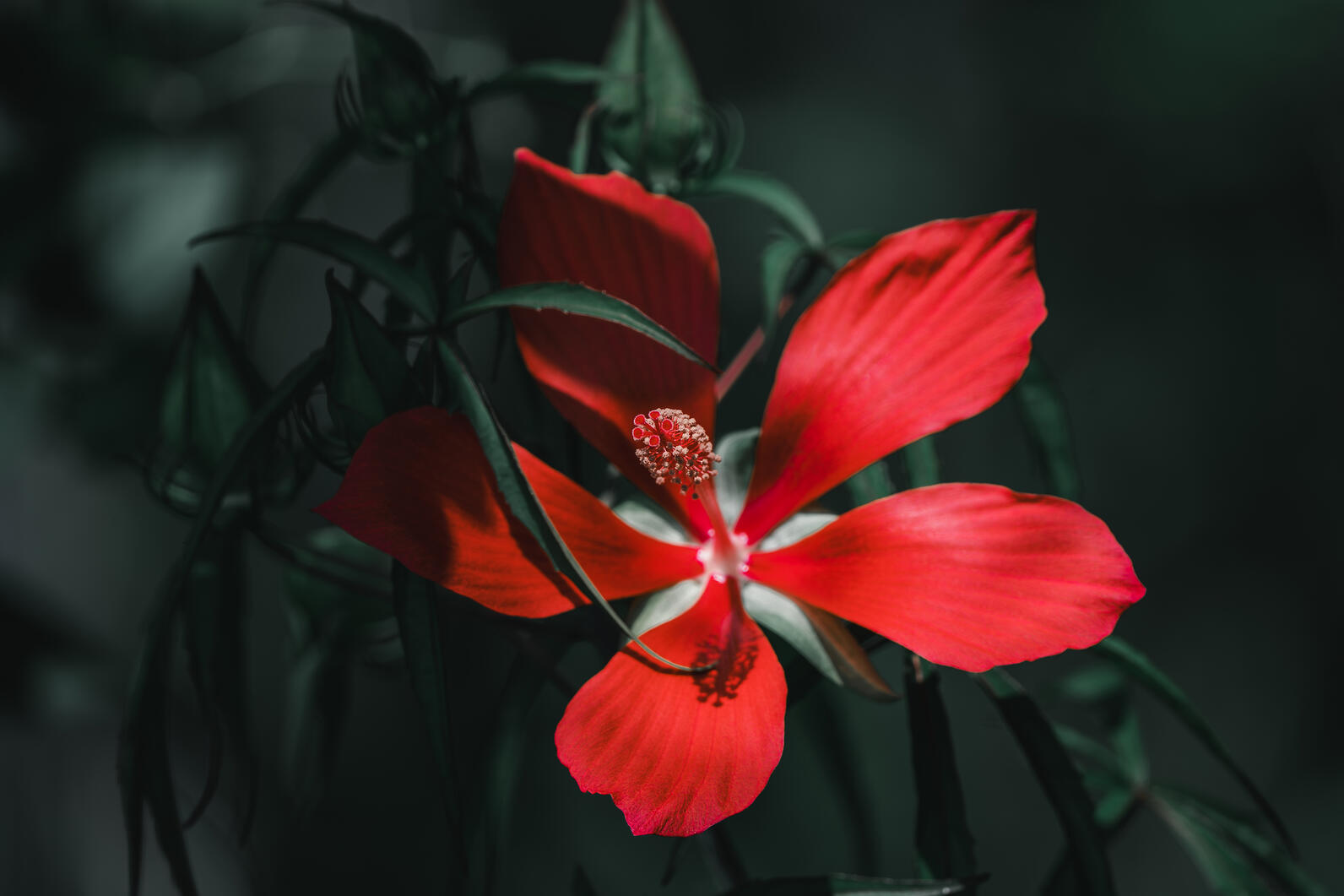 A red flower blooming