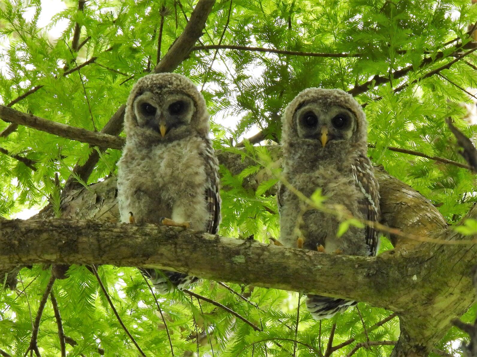 Barred owlets in a tree
