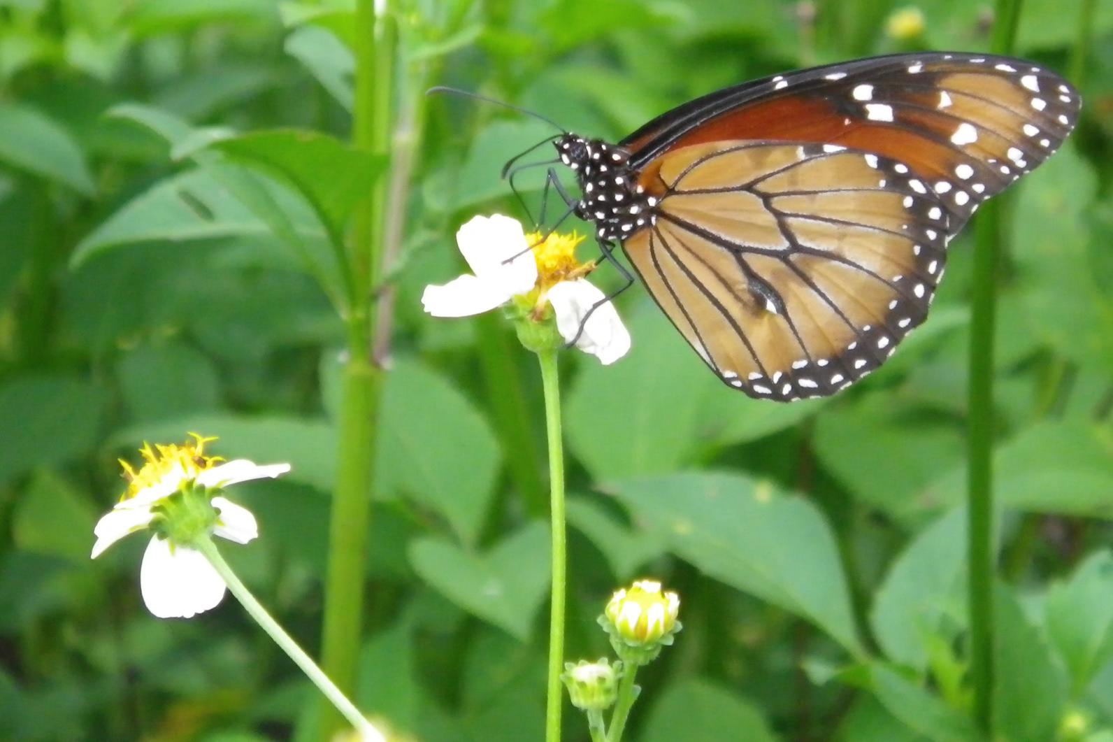 NABA - North American Butterfly Association