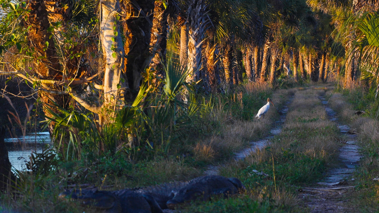 Alligator in foreground with Wood Stork in focus on back country road