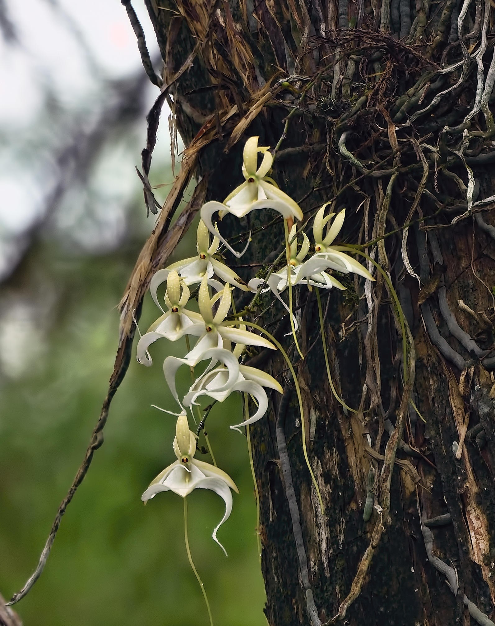 corkscrew's ghost orchid | audubon corkscrew swamp sanctuary