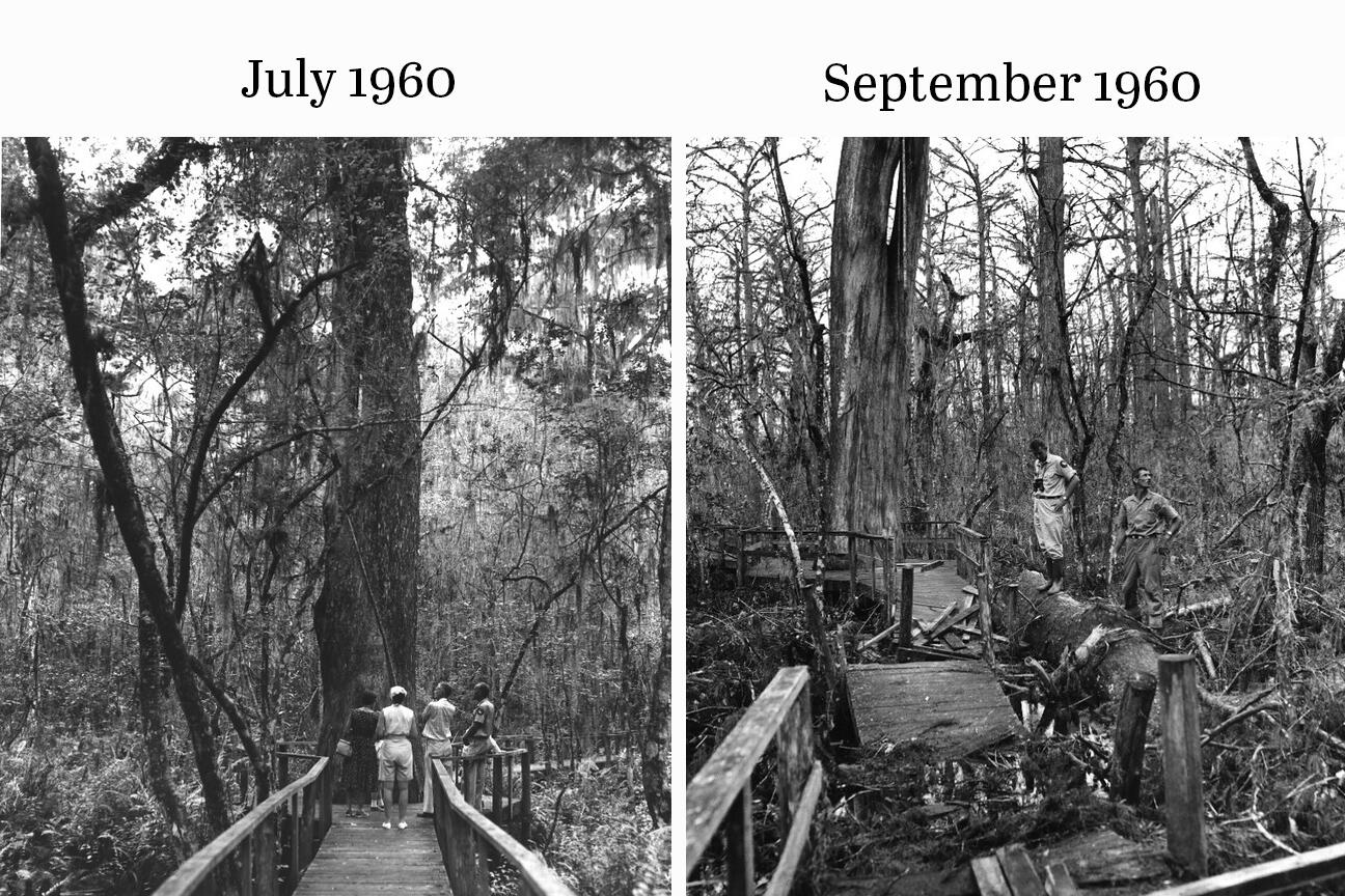 Black-and-white photo of people looking at a giant tree (left) and people cleaning up boardwalk debris and the same giant tree (right).