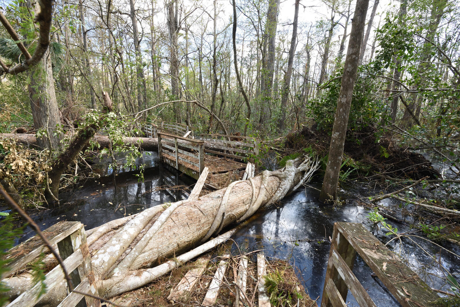 Photo shows the boardwalk smashed by a giant tree