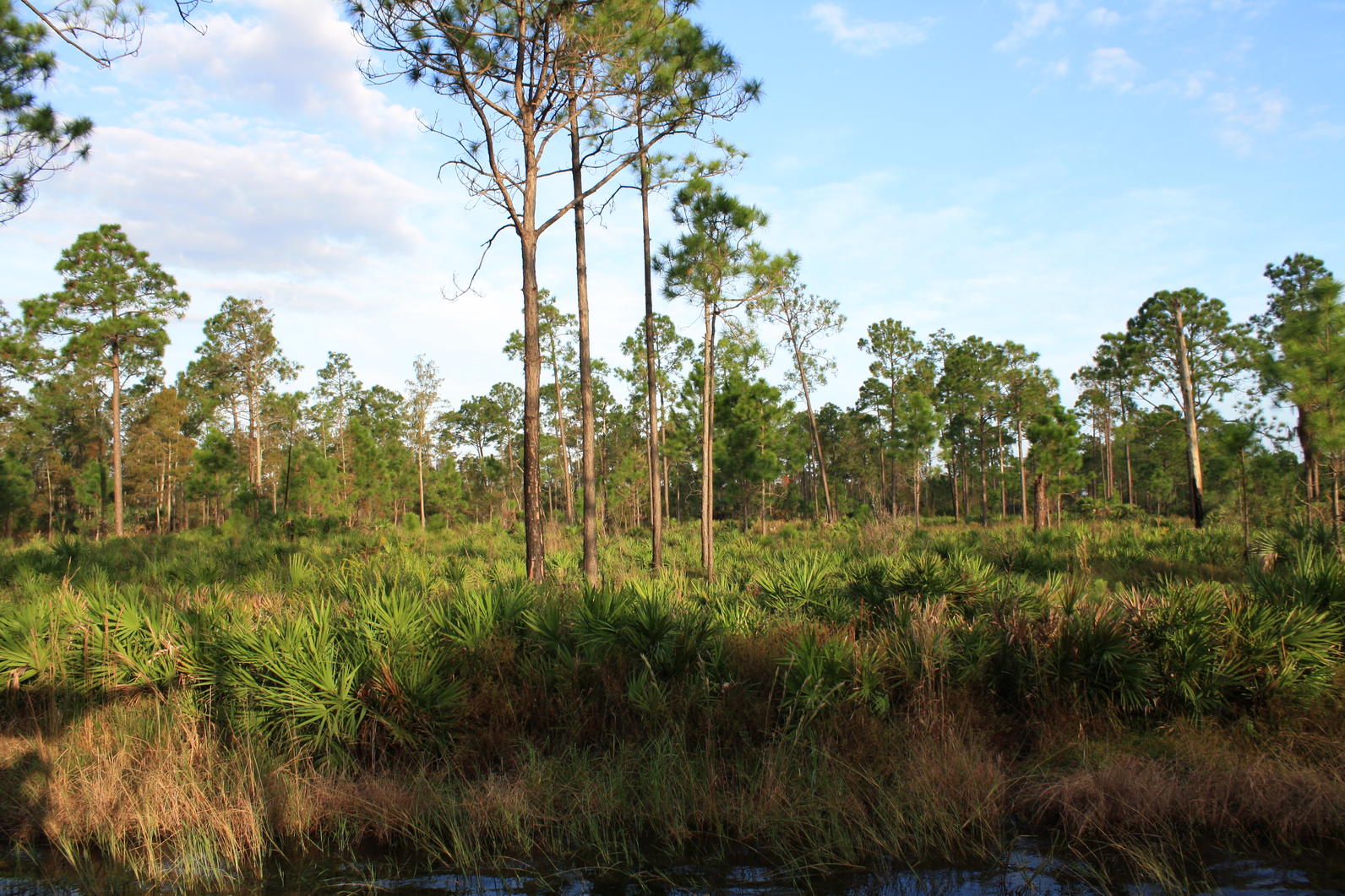 Pine Flatwoods | Audubon Corkscrew Swamp Sanctuary