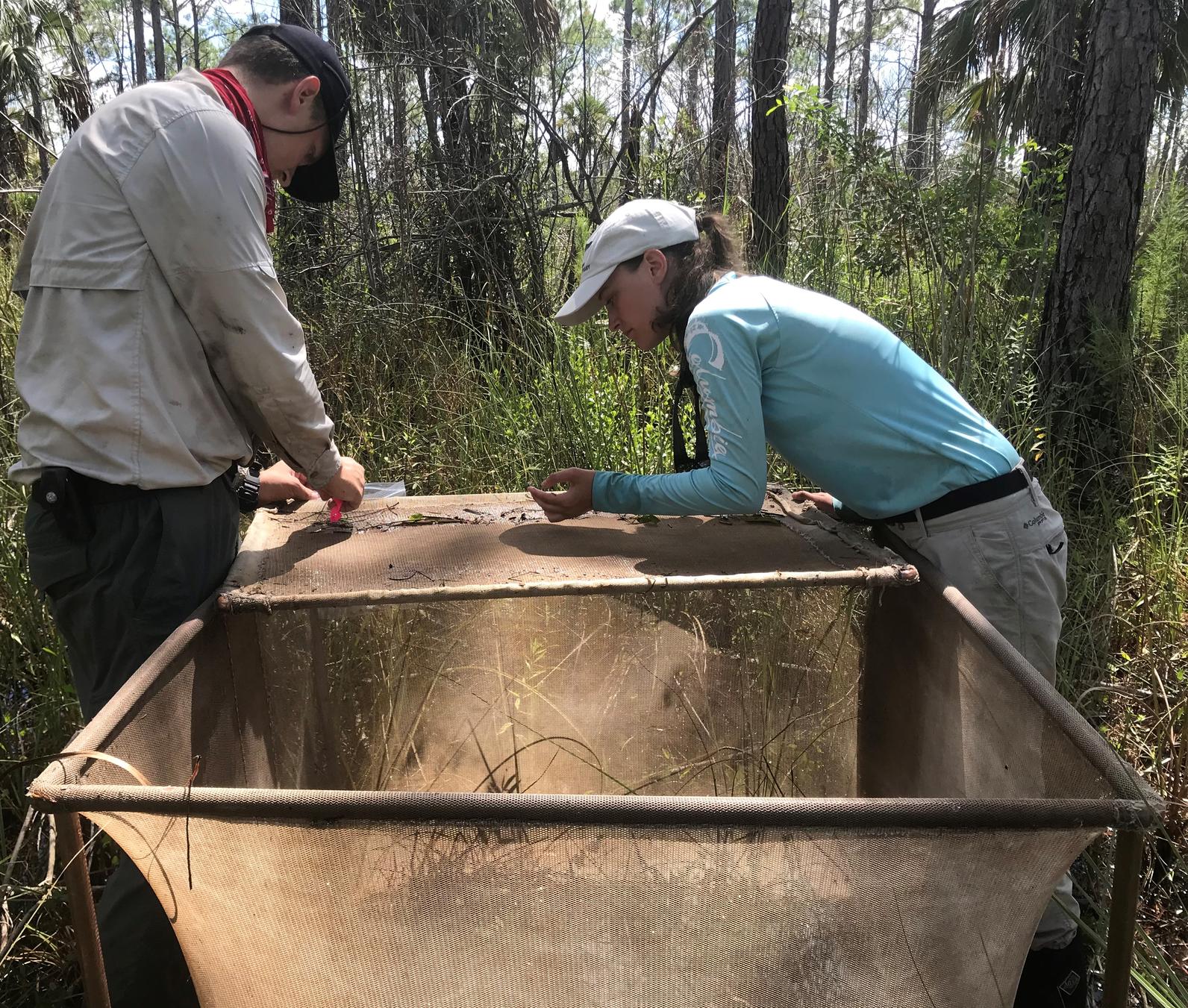 researchers using throw trap